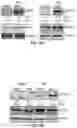 Fig. 63 - COMPOSITIONS AND METHODS FOR TREATING AGE-RELATED MACULAR DEGENERATION AND GEOGRAPHIC ATROPHY