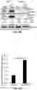 Fig. 66 - COMPOSITIONS AND METHODS FOR TREATING AGE-RELATED MACULAR DEGENERATION AND GEOGRAPHIC ATROPHY