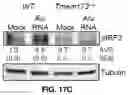 Fig. 74 - COMPOSITIONS AND METHODS FOR TREATING AGE-RELATED MACULAR DEGENERATION AND GEOGRAPHIC ATROPHY