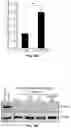 Fig. 76 - COMPOSITIONS AND METHODS FOR TREATING AGE-RELATED MACULAR DEGENERATION AND GEOGRAPHIC ATROPHY