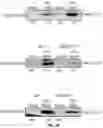 Fig. 83 - COMPOSITIONS AND METHODS FOR TREATING AGE-RELATED MACULAR DEGENERATION AND GEOGRAPHIC ATROPHY