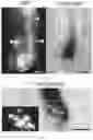 Fig. 09 - Methods and compositions to modulate hair growth
