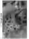 Fig. 13 - Methods and compositions to modulate hair growth