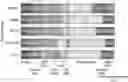 Fig. 01 - Engineered phagocytic receptor compositions and methods of use thereof