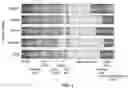 Fig. 02 - Engineered phagocytic receptor compositions and methods of use thereof