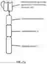 Fig. 03 - Engineered phagocytic receptor compositions and methods of use thereof