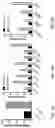 Fig. 10 - Engineered phagocytic receptor compositions and methods of use thereof