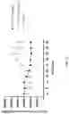 Fig. 32 - Engineered phagocytic receptor compositions and methods of use thereof