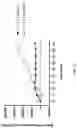 Fig. 33 - Engineered phagocytic receptor compositions and methods of use thereof