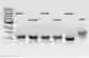 Fig. 01 - Prostate-specific membrane antigen cars and methods of use thereof