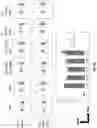 Fig. 17 - Prostate-specific membrane antigen cars and methods of use thereof