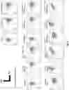 Fig. 36 - Prostate-specific membrane antigen cars and methods of use thereof