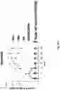 Fig. 51 - Prostate-specific membrane antigen cars and methods of use thereof