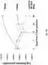 Fig. 52 - Prostate-specific membrane antigen cars and methods of use thereof