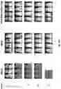 Fig. 53 - Prostate-specific membrane antigen cars and methods of use thereof