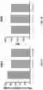 Fig. 09 - Compositions and methods for targeting CLEC12A-expressing cancers