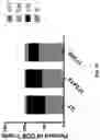 Fig. 12 - Compositions and methods for targeting CLEC12A-expressing cancers