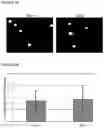 Fig. 06 - Stem cell subpopulations with differential GSTT1 expression or genotype