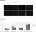 Fig. 07 - Stem cell subpopulations with differential GSTT1 expression or genotype