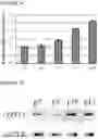Fig. 08 - Stem cell subpopulations with differential GSTT1 expression or genotype