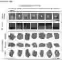 Fig. 28 - Stem cell subpopulations with differential GSTT1 expression or genotype
