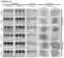 Fig. 35 - Stem cell subpopulations with differential GSTT1 expression or genotype