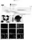 Fig. 02 - METHOD FOR PRODUCING CELL MASS INCLUDING PITUITARY TISSUE, AND CELL MASS THEREOF