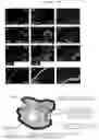 Fig. 03 - METHOD FOR PRODUCING CELL MASS INCLUDING PITUITARY TISSUE, AND CELL MASS THEREOF