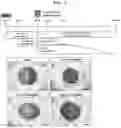 Fig. 05 - METHOD FOR PRODUCING CELL MASS INCLUDING PITUITARY TISSUE, AND CELL MASS THEREOF