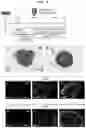 Fig. 06 - METHOD FOR PRODUCING CELL MASS INCLUDING PITUITARY TISSUE, AND CELL MASS THEREOF