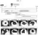 Fig. 07 - METHOD FOR PRODUCING CELL MASS INCLUDING PITUITARY TISSUE, AND CELL MASS THEREOF