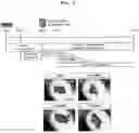 Fig. 10 - METHOD FOR PRODUCING CELL MASS INCLUDING PITUITARY TISSUE, AND CELL MASS THEREOF