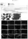 Fig. 12 - METHOD FOR PRODUCING CELL MASS INCLUDING PITUITARY TISSUE, AND CELL MASS THEREOF