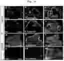 Fig. 14 - METHOD FOR PRODUCING CELL MASS INCLUDING PITUITARY TISSUE, AND CELL MASS THEREOF