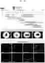 Fig. 17 - METHOD FOR PRODUCING CELL MASS INCLUDING PITUITARY TISSUE, AND CELL MASS THEREOF