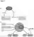 Fig. 02 - Direct reprogramming of cells to cardiac myocyte fate