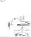 Fig. 04 - Direct reprogramming of cells to cardiac myocyte fate