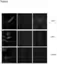 Fig. 05 - Direct reprogramming of cells to cardiac myocyte fate