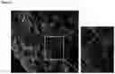 Fig. 09 - Direct reprogramming of cells to cardiac myocyte fate