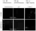 Fig. 02 - Human hepatocytes and uses thereof
