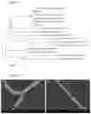 Fig. 04 - having antimicrobial effect on and 