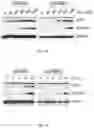 Fig. 03 - Composition for preventing or treating glioblastoma comprising A. De Candolle, Ruprecht or 