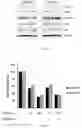 Fig. 08 - Composition for preventing or treating glioblastoma comprising A. De Candolle, Ruprecht or 