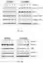 Fig. 12 - Composition for preventing or treating glioblastoma comprising A. De Candolle, Ruprecht or 