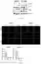 Fig. 16 - Composition for preventing or treating glioblastoma comprising A. De Candolle, Ruprecht or 
