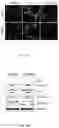 Fig. 20 - Composition for preventing or treating glioblastoma comprising A. De Candolle, Ruprecht or 