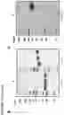 Fig. 19 - PSMA-targeting amanitin conjugates