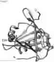 Fig. 02 - USE OF ALPHA-1-MICROGLOBULIN FOR PROTECTION OF BONE MARROW CELLS