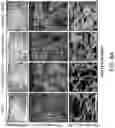 Fig. 06 - Methods and compositions for modulating myofibroblast activities