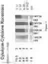 Fig. 02 - Compositions and methods for the systemic treatment of arthritis